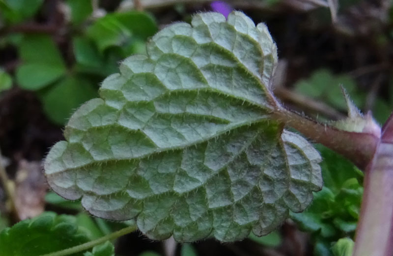 Lamium purpureum / Falsa ortica purpurea